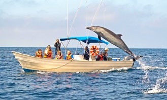 Book a Whale Watching & Snorkeling Ecotours in Mazatlán, Mexico