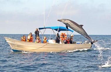 Book a Whale Watching & Snorkeling Ecotours in Mazatlán, Mexico