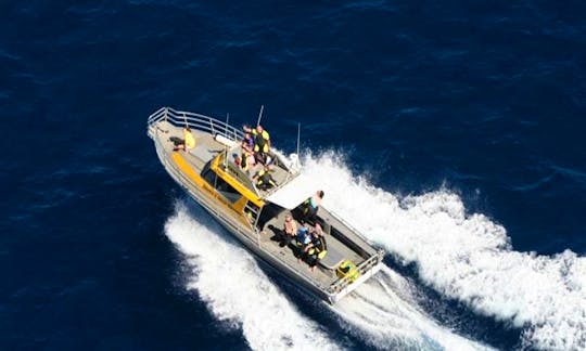 Diveworks Charters - Dolphin and Seal Encounters, Whale Island Tours, Fishing Trips Whakatane, New Zealand