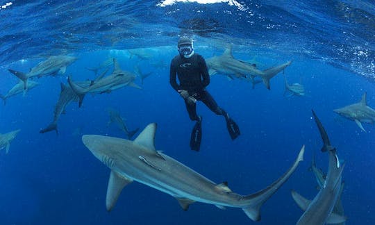 Swim with Sharks In Durban