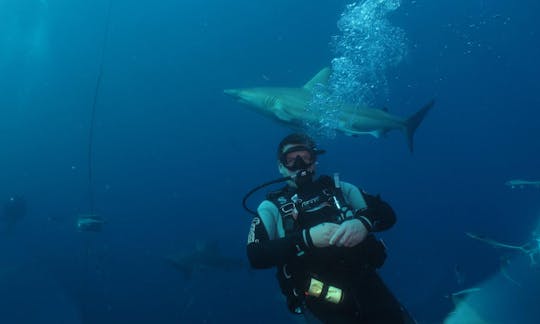 Dive Charter to Aliwal Shoal