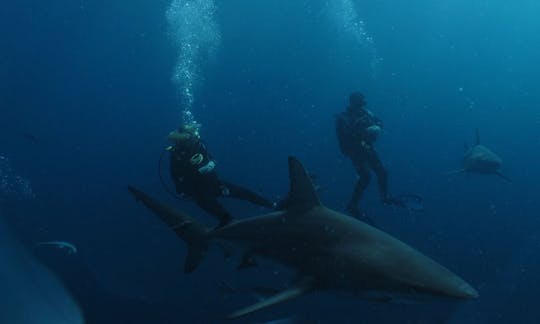 Dive Charter to Aliwal Shoal