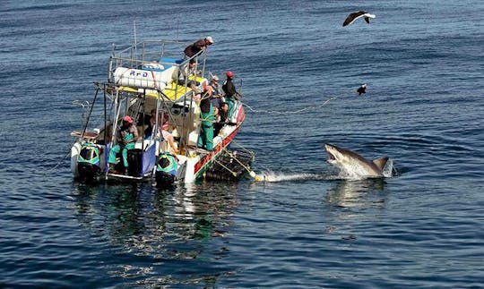 36' Shark Diving Boat In Gansbaai