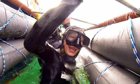 41' White Shark Cage Diving In Kleinbaai