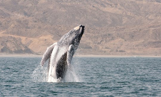 Fantástico recorrido de observación de ballenas en el océano peruano