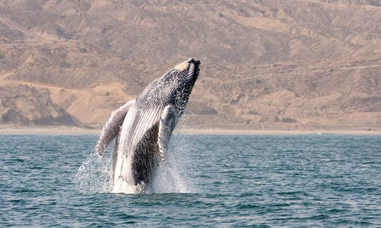 Fantastic Whale Watching Tour in Peruvian Ocean
