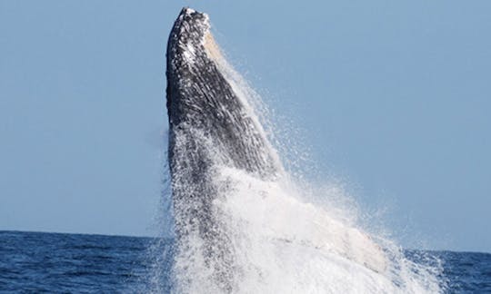 Fantástico recorrido de observación de ballenas en el océano peruano