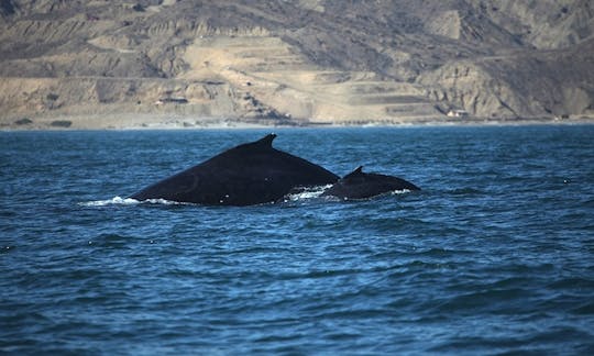 Fantástico recorrido de observación de ballenas en el océano peruano