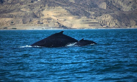 Fantastic Whale Watching Tour in Peruvian Ocean