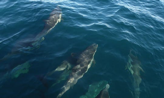 Whale Watching Tour and Pelagic Bird watching in Organos, Peru