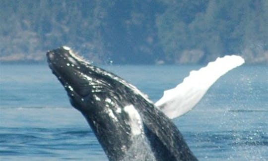 Whale Watching Tour Boat in Organos, Peru