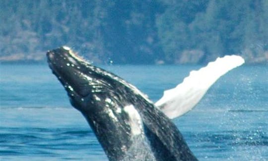 Whale Watching Tour Boat in Organos, Peru
