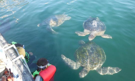 Passeio de barco pela vida selvagem em Mancora, Perú