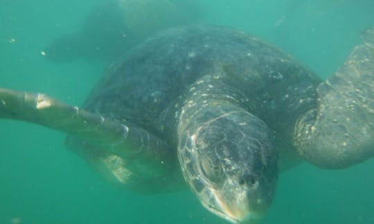 Wildlife Trip Boat in Mancora, Peru