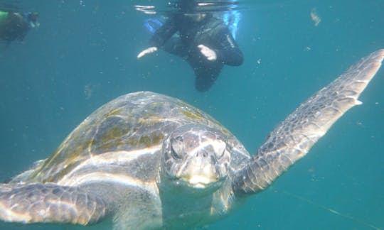 Wildlife Trip Boat in Mancora, Peru