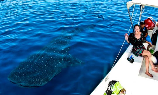 Swim with Whale Shark In Cancun, Isla Mujeres and all Mayan Riviera