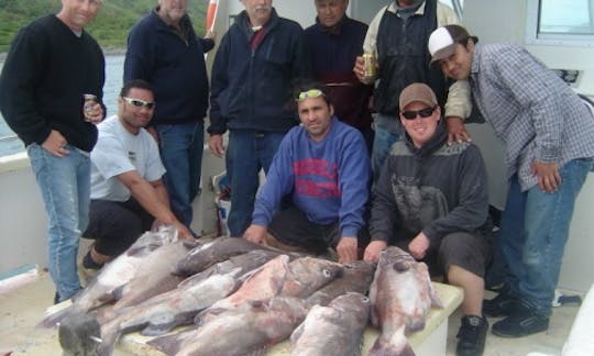 Fishing & Diving Trips onboard the "Felix" Boat in Porirua, NZ