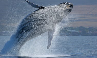 Excursions en bateau pour observer les baleines à Santiago, Panama