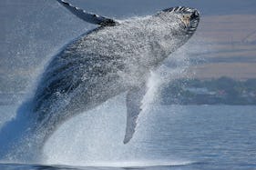 Whale Watching Boat Tours in Santiago, Panama