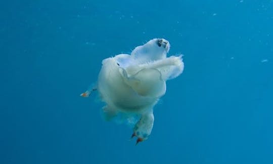 Diving Trips on a Speed Boat in Heraklion, Greece