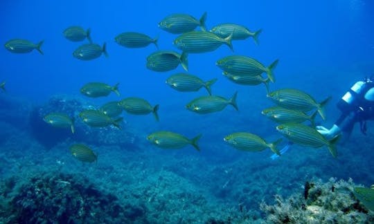 Diving Trips on a 33' CuddyCabin Boat in Heraklion, Greece for 16 Divers