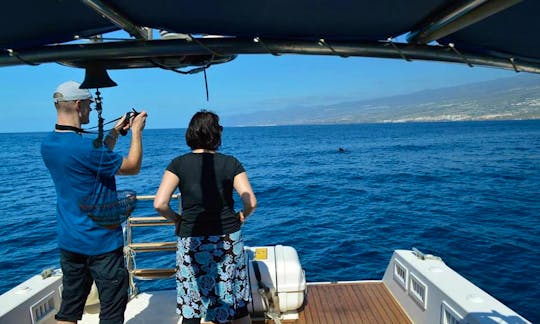 Whale Watching Excursions In Spain (Ocean Blue Tenerife)