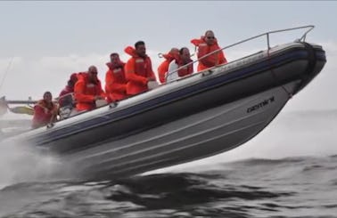 RIB Tour and Rental In Cape Town