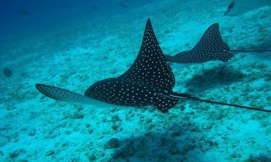 Private Snorkeling Trip By Boat in Coxen Hole, Honduras