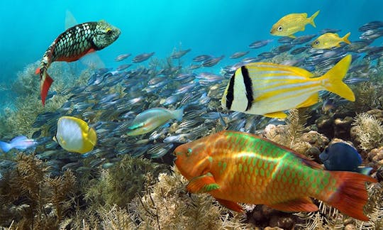 Glass-bottom boat tour in Coxen Hole, Honduras