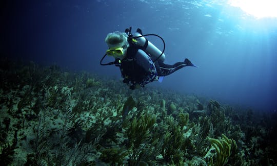 Excursions de plongée sous-marine et de snorkeling sur l'île de Pelicano