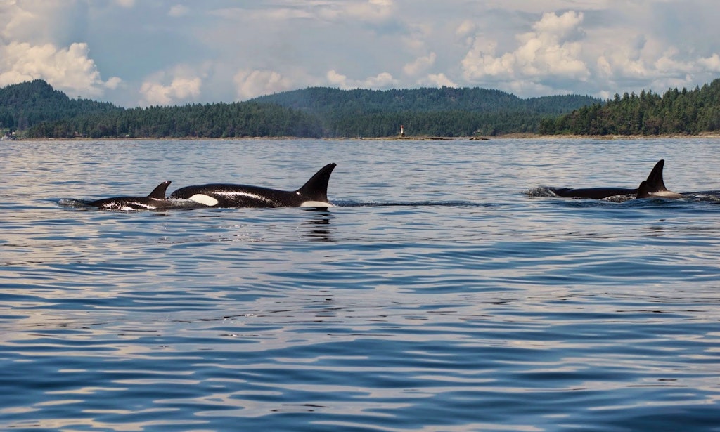 Salt Spring Island Whale Watching Salt Spring Island Whale Watching