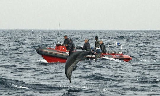 RIB Charter in Port Saint Johns, South Africa