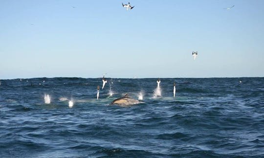 RIB Charter in Port Saint Johns, South Africa