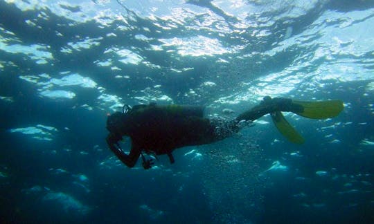 23' Super Panga Dive Boat Snorkeling Trips in Panama