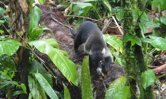 Guided Kayak Excursions in Tortuguero, Costa Rica