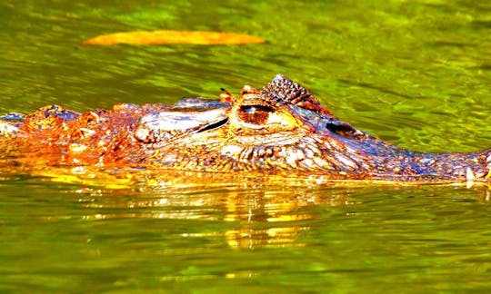 Guided Kayak Excursions in Tortuguero, Costa Rica