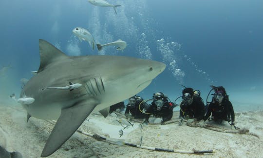 Boat Diving Tours and PADI Courses in Playa del Carmen, Mexico