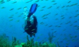 Scuba Diving In Bay Islands