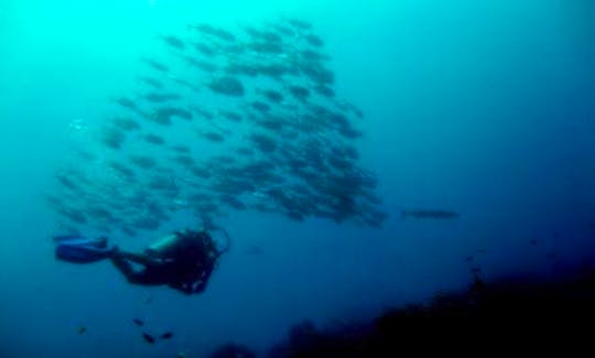 Scuba Diving In Bay Islands