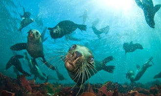 Seal Snorkeling with Animal Ocean in Hout Bay, Cape Town