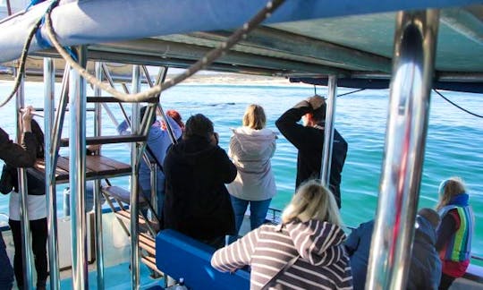 Hermanus Whale Watching Private Charter - Launch from Gansbaai, South Africa