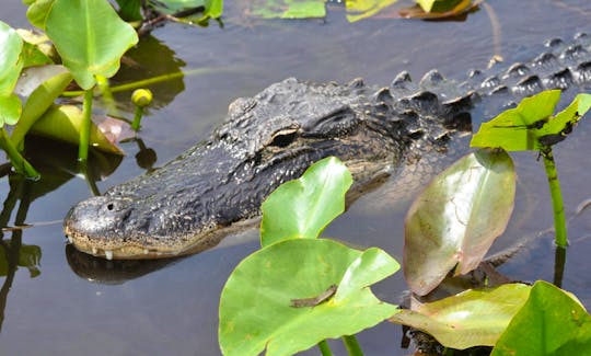 Airboat Charter in Southwest Ranches, Florida