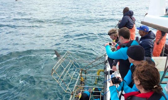 Great White Shark Diving & Viewing Tours In Cape Town