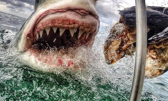 Great White Shark Cage Diving