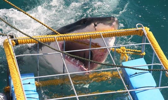 Great White Shark Cage Diving