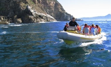 Un viaje de buceo con la máxima diversión y seguridad en Ciudad del Cabo, Sudáfrica