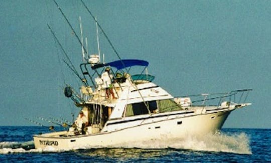Charter on 42ft Bertram Sport Fishing Yacht in North Kona, Hawaii