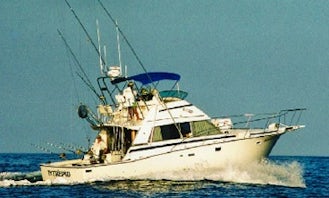 Charter on 42ft Bertram Sport Fishing Yacht in North Kona, Hawaii