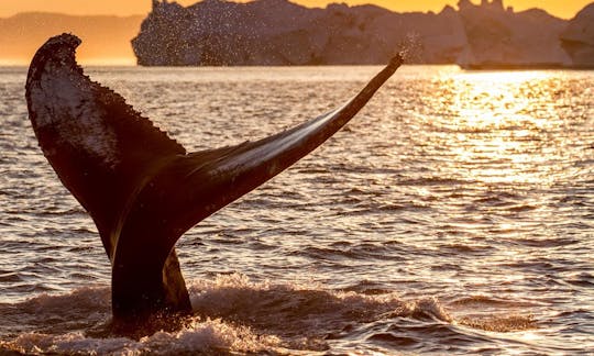 'Speed Liner' Trimaran Whale Watching Trips in Mirissa