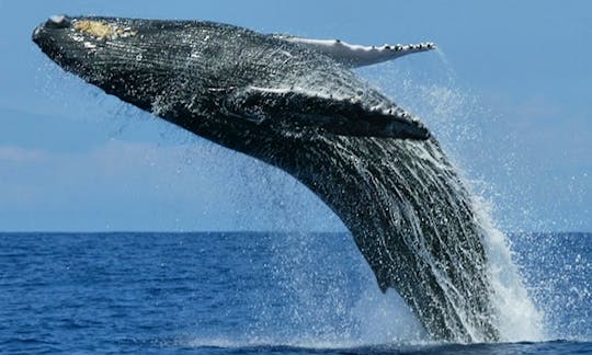 'Speed Liner' Trimaran Whale Watching Trips in Mirissa